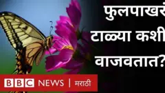 फुलपाखरांच्या पंखांबद्दल गेली अनेक वर्षं पडलेल्या कोड्याची उकल झाली आहे.