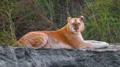 गोल्डन टायगर