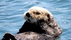 Калан на Камчатці