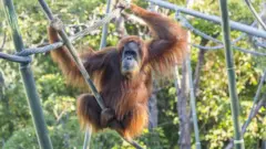 An orangutan at San Diego Zoo