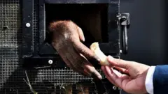 orangutan