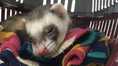 Bandit the ferret