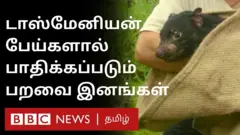 பெங்குவின்