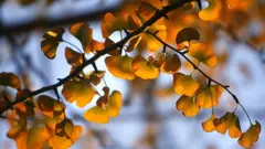 Ginkgo leaves