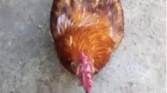 Zakara