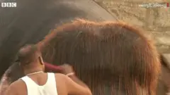 હાથી