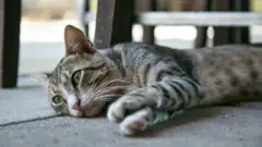 Кіт