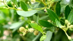 કોનોકૉર્પસ વૃક્ષ