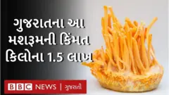 મશરૂમ