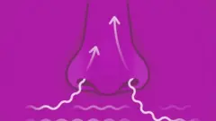 Nose