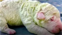 Pistachio Puppy with Green skin