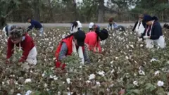 пахта терими