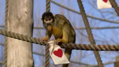 Беличья обезьяна