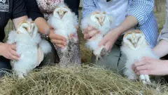 네 마리의 올빼미는 아빠 핀과 엄마 트루드 사이에서 태어났다