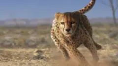 ચિત્તાની ભારતવાપસી