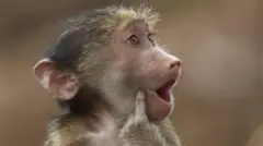 Chacma baboon with its finger pushing its cheek