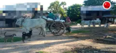 ကန့်ဘလူ၊ ငှက်ပျောတိုင်းရွာတိုက်ပွဲအပြီး ဘာတွေဆက်ဖြစ်နေလဲ