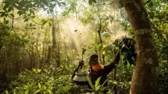 বাংলাদেশের ম্যানগ্রোভ অরণ্যে এক মৌয়াল মৌচাকে আগুনের ধোঁয়া দিয়ে মৌমাছিদের তাড়িয়ে মধু সংগ্রহ করছেন