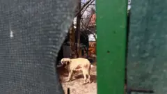 köpek