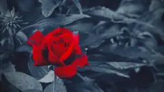 Rosa roja en fondo blanco y negro