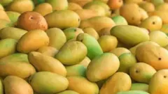 Mangoro yana inta garkuwar jiki