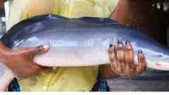 Epe Fish Market