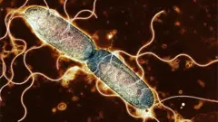 kinder salmonella typhimurium nedir