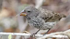 Pinzón de Darwin
