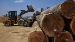 Logs from the Amazon