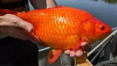 गोल्डफिश