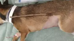 Rocky and the stick that was removed from its body