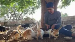 شام، کفرنبل، بلیاں