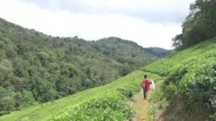 Amashyamba yo mu misozi yo muri Kenya na Tanzania arimo byinshi mu bimera byugarijwe no gushiraho kandi by'imbonekarimwe