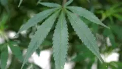 چرس