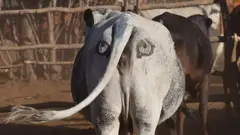 गाई