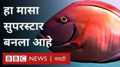 ओव्हल फिश