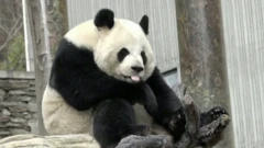 Ne da joj mira – panda snimljena kako štuca