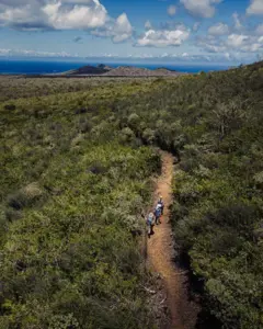 Floreana foi tomada por ratos, que se alimentavam da fauna nativa