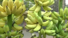 అరటి