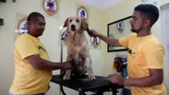 कुकुरको रेखदेख गर्दै डग होस्टलका कर्मचारी।