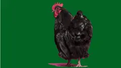 gallo negro