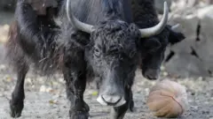 Як