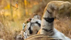 वाघीण, भारत