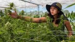 ချစ်ချန်နော့ ချီချော့ ဘူရီရမ်က သူ့ရဲ့ ဆေးခြောက်ပင်တွေကို ပြုစုနေစဥ်