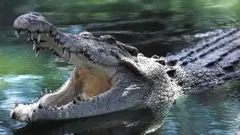 મગર અને માણસ વચ્ચે સંઘર્ષ