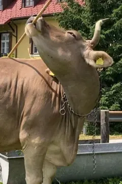 Vaca usando uma vassoura para se coçar