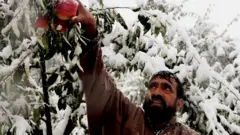 कश्मीर में सेब के बाग़ पर बर्फ़ की मार