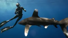 shark