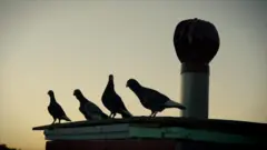 Silhuetas de quatro pombos