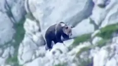 भीरमा भालु